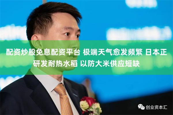 配资炒股免息配资平台 极端天气愈发频繁 日本正研发耐热水稻 以防大米供应短缺