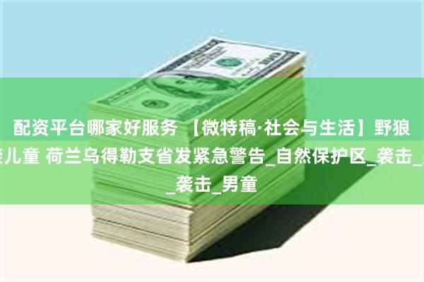 配资平台哪家好服务 【微特稿·社会与生活】野狼又袭儿童 荷兰乌得勒支省发紧急警告_自然保护区_袭击_男童